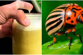 Zaútočení na mandelinky jejich vlastní zbraní: Velmi rychle se odstěhují, doslova po 2 minutách přestanou likvidovat úrodu